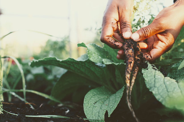 her-roots-by-nature-eartha-lowe-photography-community-garden-mississauga2.JPG