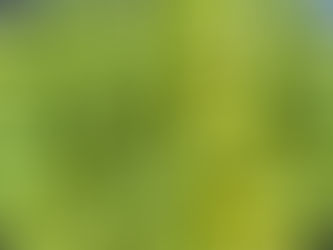 Nordiske oliven - fermenterte plommer