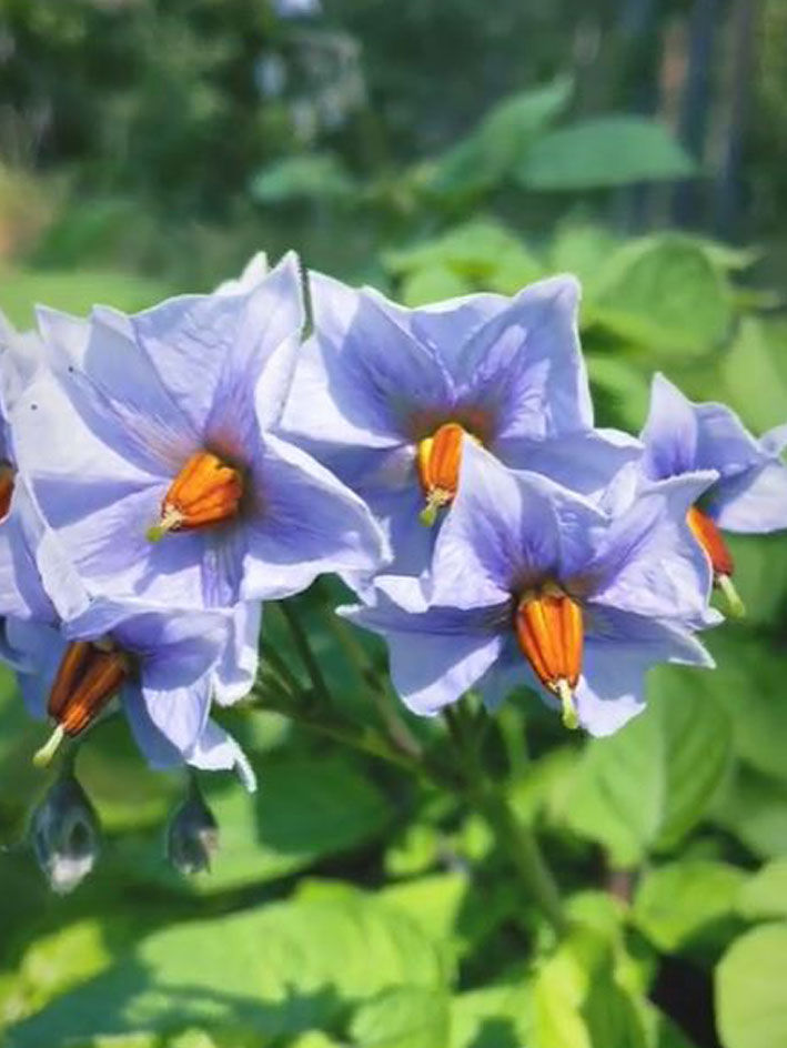 Miniatyrbilde: Settepotet 'Blå Kongo', 1 stk miniknoll