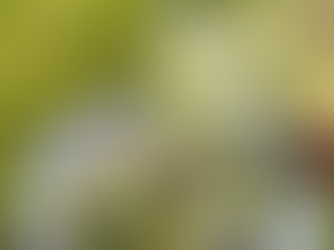 Gressløkblomst vinaigrette