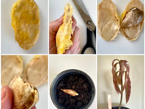 Hvordan plante et mango tre?