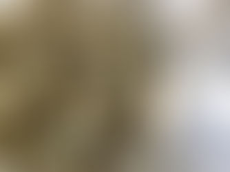 Hvordan spire mungbønner