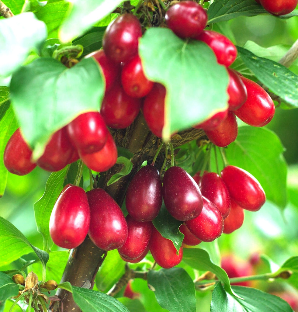 Vårkornell cornus mas modne frukter