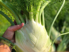 Hvordan dyrke fennikel