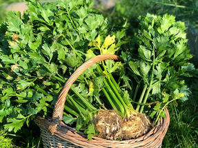 Hvordan dyrke sellerirot / knollselleri