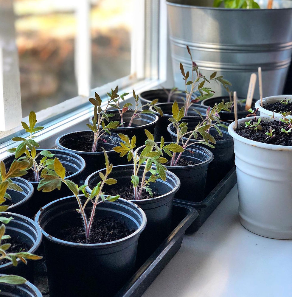 Tomatplanter i potte