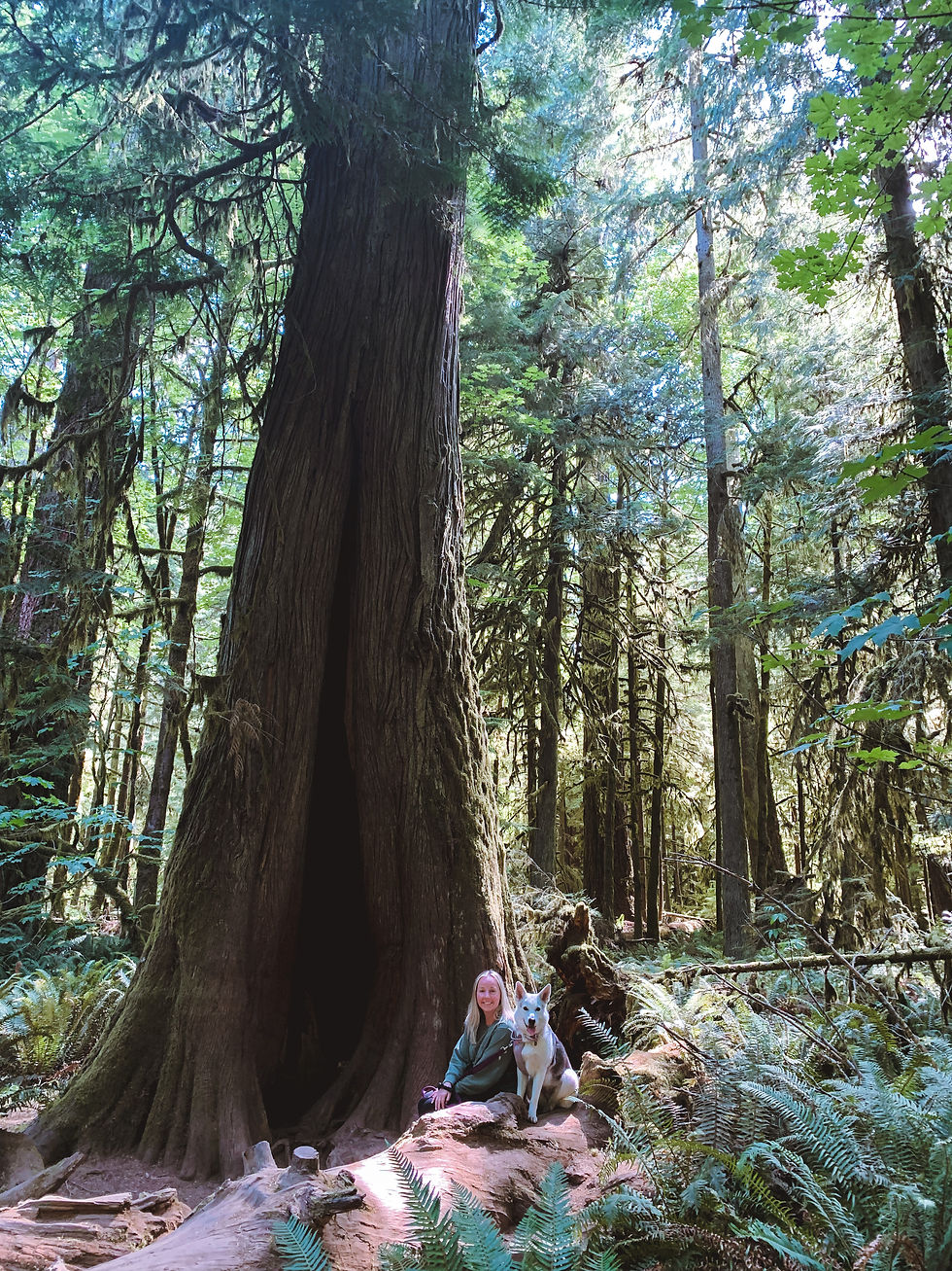 Cathedral Grove on Vancouver Island. Old growth 800 year old trees. Stop on the way to Tofino.