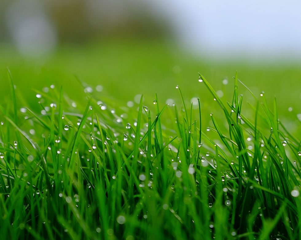 close-up-wet-grass-field.jpg