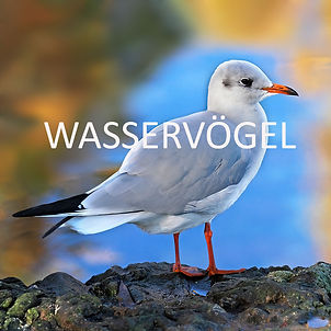 Wasservögel.jpg