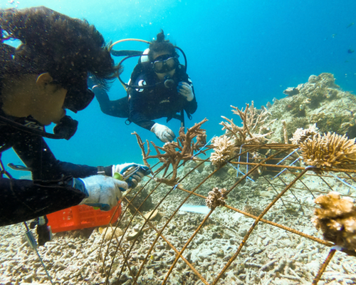 Misool Foundation — coral reef protection Raja Ampat