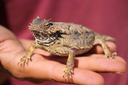 horned lizard Baja Cactimar Basse Californie desert eco ranch