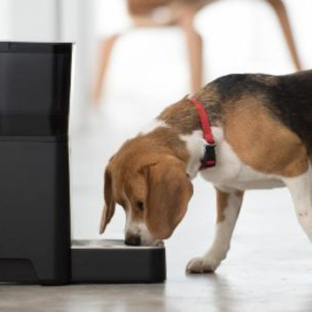The Benefits on the Automatic Dog Meals Dispenser