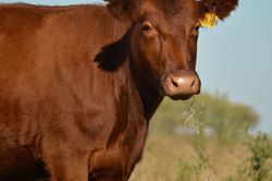 Vacas coloradas