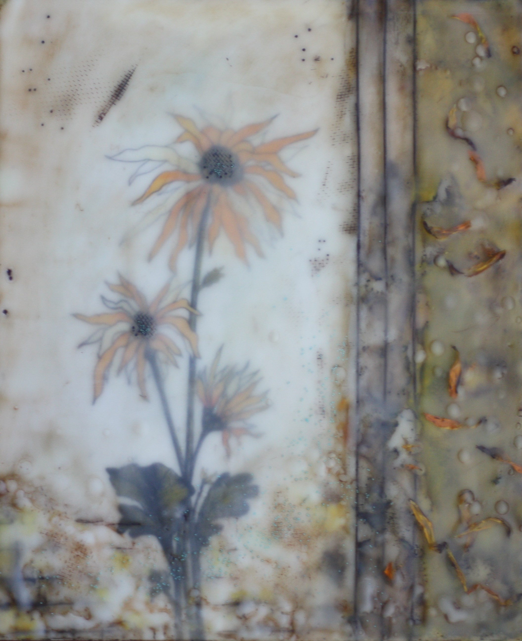 Coneflowers