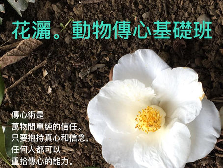9/2018 第二屆動物傳心基礎班 (紀錄)