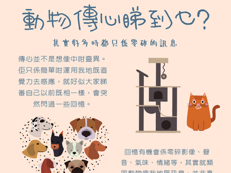 動物傳心睇到乜？