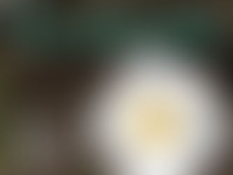 19/1/2019 第三屆動物傳心基礎班
