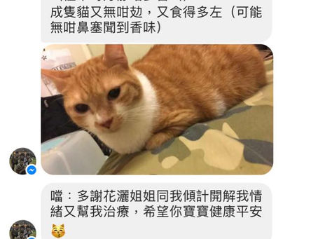 花灑。傳心+治療個案分享53 動物的心理醫生