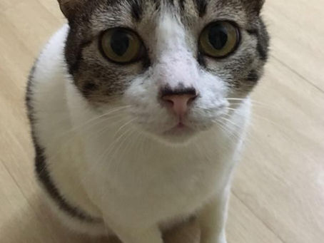 言而有信
