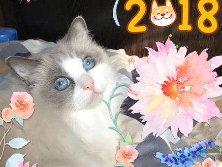 4/2018 第一屆動物傳心基礎班
