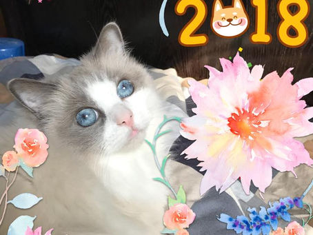4/2018 第一屆動物傳心基礎班