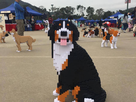 花灑 2019 Dogathon 籌款活動