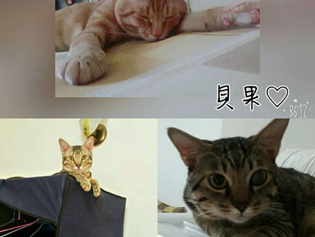 花灑。傳心個案分享41 寵主分享