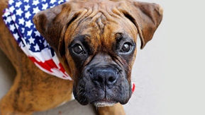 Tips for Keeping Pets Safe and Happy During Fireworks