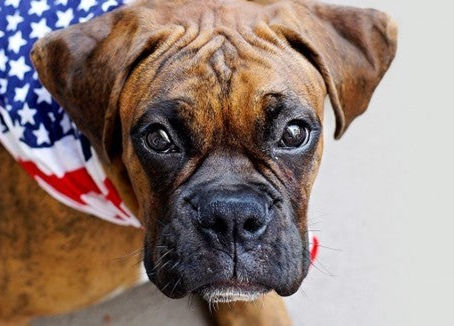 Tips for Keeping Pets Safe and Happy During Fireworks