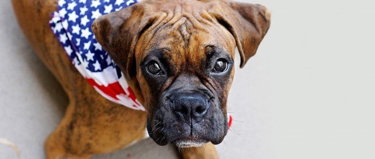Tips for Keeping Pets Safe and Happy During Fireworks