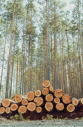 AdobeStock_152686831_Preview.jpeg