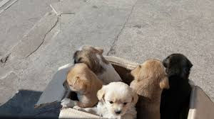 12th Jurisdiction in Georgia Adopts Ordinance Prohibiting the Public Sale of Companion Animals.