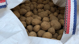 20 tonnes de pommes de terre