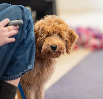 Challenge4Dogs cursus 13022024 (3 van 19).JPG
