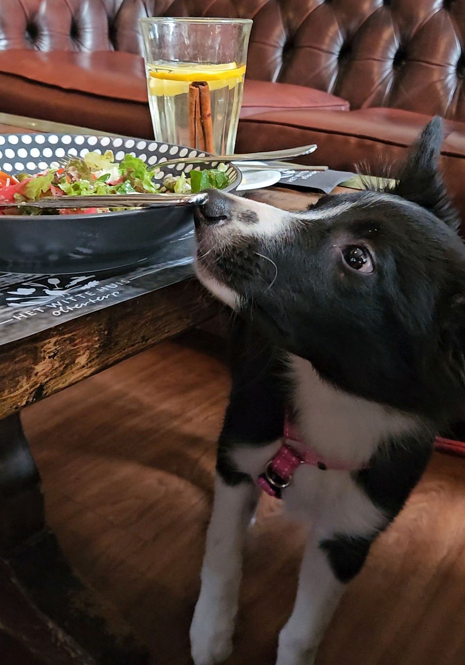 Jula snuffelt aan een bord eten laat stress zien met oogwit