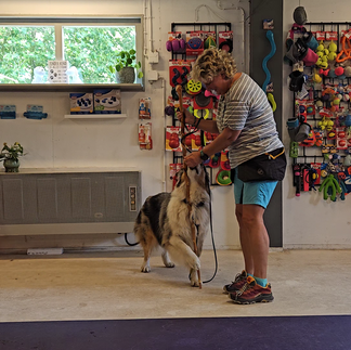 In de volgende stap doet de hond de poot om de stok