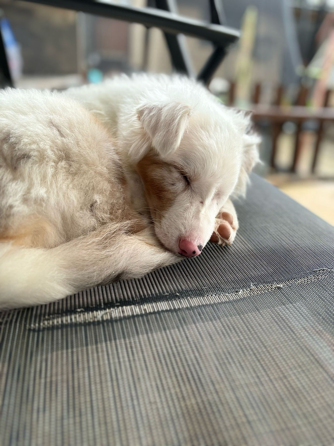 Puppy die ligt te slapen op een stoel