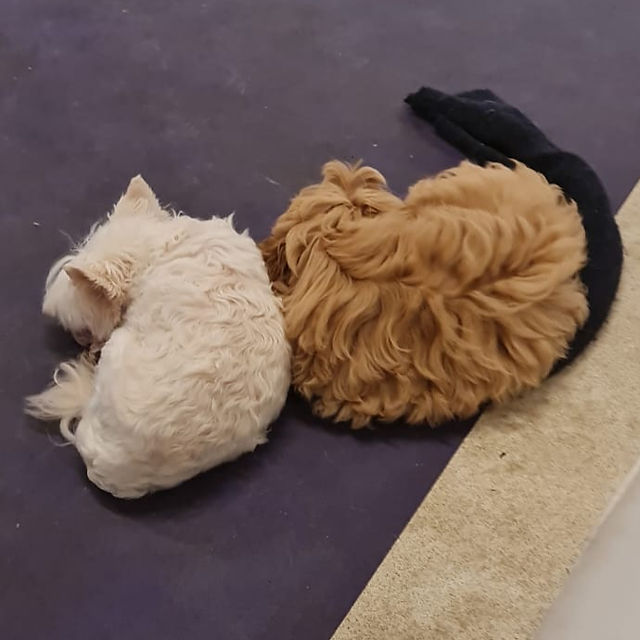Twee puppy's die naast elkaar liggen te slapen