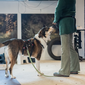 hond kijkt met aandacht naar geleider focus