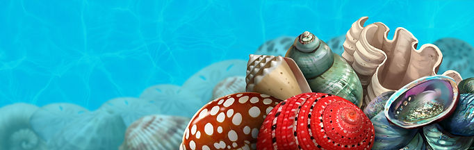 spotlight_seashells.jpg