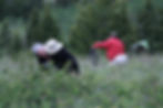 A group of photographers search for the best wildflowers in a mountain field in Alberta SouthWest.