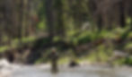 A fly fisher casts a line in a Mountain creek, reflecting the excellent trout fishing in Alberta Sou
