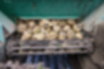 SBR50796.jpg
