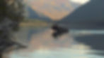 A Moose wades through a mountain lake in the golden morning light of Alberta SouthWest