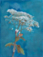 hogweed II