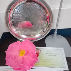 Grand Champion Camellia