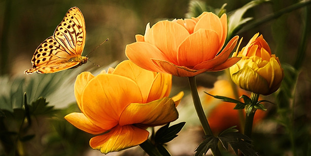 bloom-blossoms-buds-87452 (1).jpg