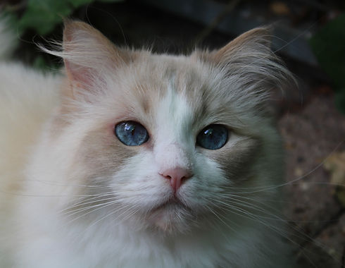 A white cat looking into the camera.