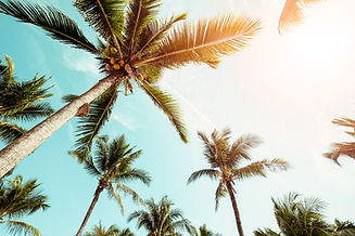 Upward look at plam trees with sun.