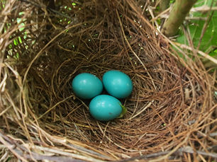 Understanding Your 401(k)